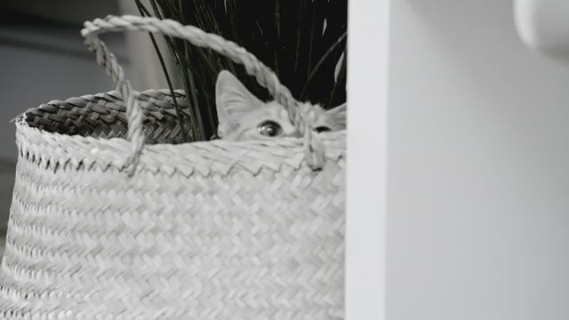 pop up mouse Bounce cat toy